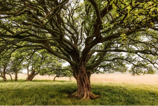 The Infinite Branches of Our Ancestral Tree: Tracing Our Roots Back Through Time